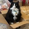 novascotiashop